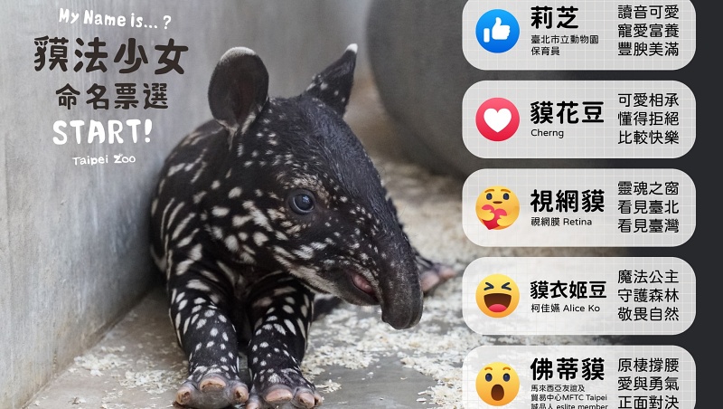 馬來貘寶寶取名為貘花豆》name當動詞除了命名，還有哪些意思？