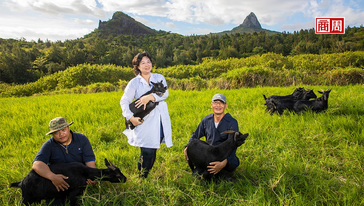 深入黑山羊復育基地，見證全台唯一肉羊復活