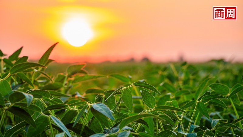 比爾蓋茲認證，糧荒曙光！秘訣：讓植物「過勞」，光合作用再進化